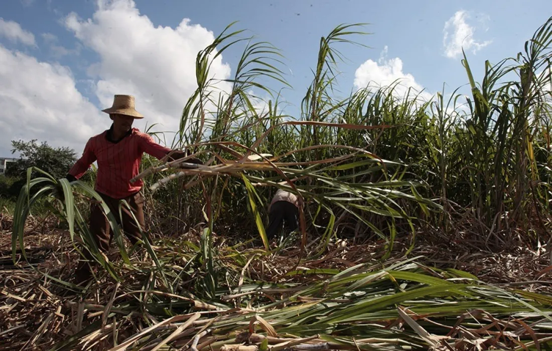 Imagen-NoticiaAzúcar Imagen-NoticiaAzúcar